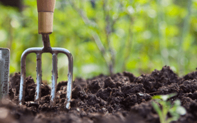 Health Lessons From a First-Time Gardener